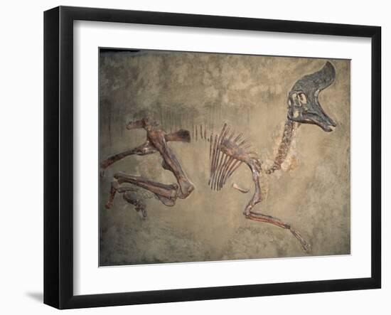 Cretaceous Lambeosaurus Dinosaur Fossil-Kevin Schafer-Framed Premium Photographic Print