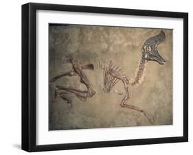 Cretaceous Lambeosaurus Dinosaur Fossil-Kevin Schafer-Framed Premium Photographic Print