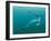 Cretaceous Marine Predators, Artwork-Walter Myers-Framed Photographic Print