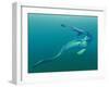 Cretaceous Marine Predators, Artwork-Walter Myers-Framed Photographic Print