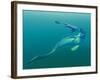 Cretaceous Marine Predators, Artwork-Walter Myers-Framed Photographic Print