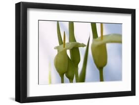 Cretan Arum (Arum Creticum) Flowers, Katharo, Crete, Greece, April 2009-Lilja-Framed Photographic Print