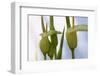 Cretan Arum (Arum Creticum) Flowers, Katharo, Crete, Greece, April 2009-Lilja-Framed Photographic Print