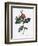 Cretan Rose, Rosa Rubiginosa Cretica-Pierre Joseph Redoute-Framed Giclee Print