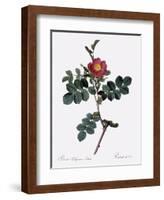 Cretan Rose, Rosa Rubiginosa Cretica-Pierre Joseph Redoute-Framed Giclee Print