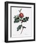 Cretan Rose, Rosa Rubiginosa Cretica-Pierre Joseph Redoute-Framed Giclee Print