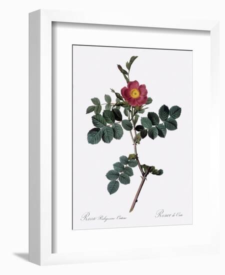 Cretan Rose, Rosa Rubiginosa Cretica-Pierre Joseph Redoute-Framed Giclee Print