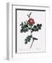 Cretan Rose, Rosa Rubiginosa Cretica-Pierre Joseph Redoute-Framed Giclee Print