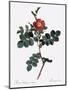 Cretan Rose, Rosa Rubiginosa Cretica-Pierre Joseph Redoute-Mounted Giclee Print