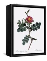 Cretan Rose, Rosa Rubiginosa Cretica-Pierre Joseph Redoute-Framed Stretched Canvas