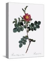 Cretan Rose, Rosa Rubiginosa Cretica-Pierre Joseph Redoute-Stretched Canvas