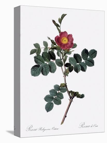 Cretan Rose, Rosa Rubiginosa Cretica-Pierre Joseph Redoute-Stretched Canvas