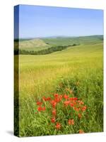 Crete Senesi Area, Near Asciano, Siena Province, Tuscany, Italy, Europe-Tondini Nico-Stretched Canvas