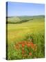 Crete Senesi Area, Near Asciano, Siena Province, Tuscany, Italy, Europe-Tondini Nico-Stretched Canvas