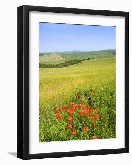 Crete Senesi Area, Near Asciano, Siena Province, Tuscany, Italy, Europe-Tondini Nico-Framed Photographic Print