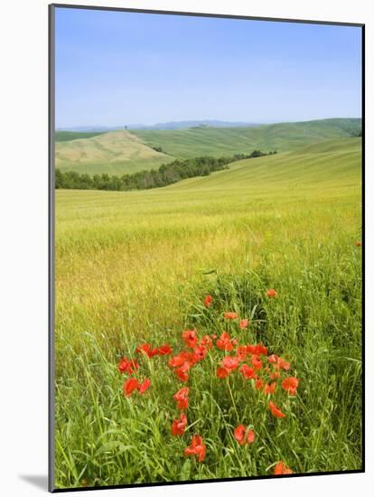 Crete Senesi Area, Near Asciano, Siena Province, Tuscany, Italy, Europe-Tondini Nico-Mounted Photographic Print