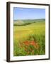 Crete Senesi Area, Near Asciano, Siena Province, Tuscany, Italy, Europe-Tondini Nico-Framed Photographic Print