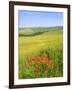 Crete Senesi Area, Near Asciano, Siena Province, Tuscany, Italy, Europe-Tondini Nico-Framed Photographic Print