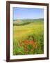 Crete Senesi Area, Near Asciano, Siena Province, Tuscany, Italy, Europe-Tondini Nico-Framed Photographic Print