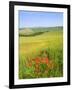 Crete Senesi Area, Near Asciano, Siena Province, Tuscany, Italy, Europe-Tondini Nico-Framed Photographic Print