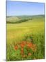 Crete Senesi Area, Near Asciano, Siena Province, Tuscany, Italy, Europe-Tondini Nico-Mounted Photographic Print