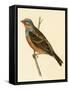 Cretzschmaer's Bunting,  from 'A History of the Birds of Europe Not Observed in the British Isles'-English-Framed Stretched Canvas