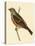 Cretzschmaer's Bunting,  from 'A History of the Birds of Europe Not Observed in the British Isles'-English-Stretched Canvas