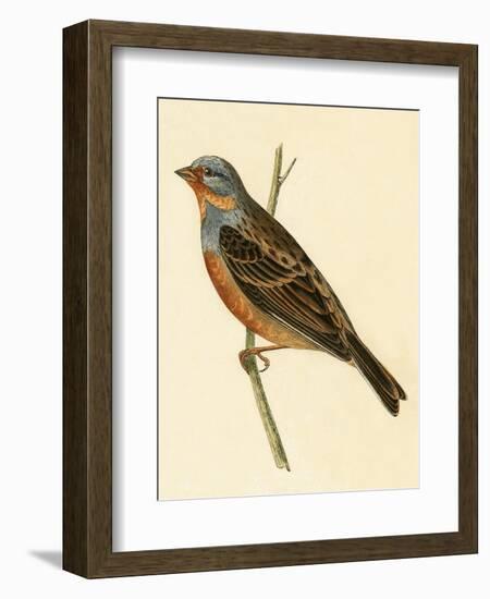 Cretzschmaer's Bunting,  from 'A History of the Birds of Europe Not Observed in the British Isles'-English-Framed Giclee Print