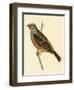 Cretzschmaer's Bunting,  from 'A History of the Birds of Europe Not Observed in the British Isles'-English-Framed Giclee Print