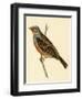 Cretzschmaer's Bunting,  from 'A History of the Birds of Europe Not Observed in the British Isles'-English-Framed Giclee Print