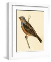 Cretzschmaer's Bunting,  from 'A History of the Birds of Europe Not Observed in the British Isles'-English-Framed Giclee Print