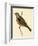 Cretzschmaer's Bunting,  from 'A History of the Birds of Europe Not Observed in the British Isles'-English-Framed Giclee Print