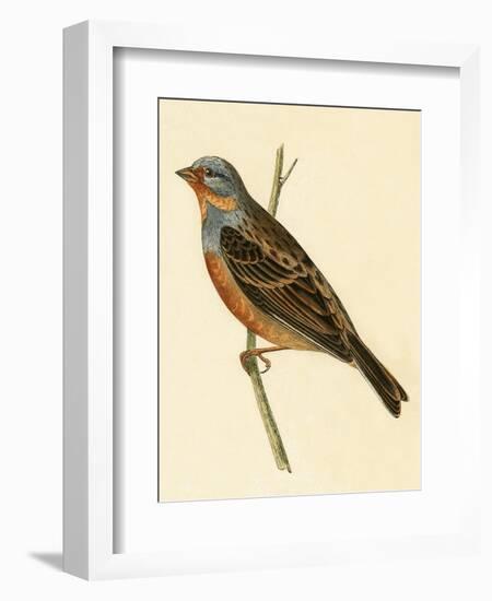 Cretzschmaer's Bunting,  from 'A History of the Birds of Europe Not Observed in the British Isles'-English-Framed Giclee Print