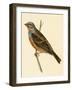 Cretzschmaer's Bunting,  from 'A History of the Birds of Europe Not Observed in the British Isles'-English-Framed Giclee Print