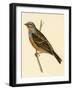 Cretzschmaer's Bunting,  from 'A History of the Birds of Europe Not Observed in the British Isles'-English-Framed Giclee Print