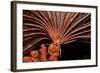 Crevice Crinoid (Comanthus Parvicirrus), Pacific Ocean, Panglao Island.-Reinhard Dirscherl-Framed Photographic Print