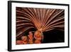 Crevice Crinoid (Comanthus Parvicirrus), Pacific Ocean, Panglao Island.-Reinhard Dirscherl-Framed Photographic Print