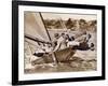 Crew of the "Arawatta" During the "Eighteen Footer" Race, Sydney Harbour, 9th April 1934-null-Framed Photographic Print