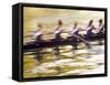 Crew Rowing, Seattle, Washington, USA-Terry Eggers-Framed Stretched Canvas