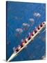 Crew Rowing, Seattle, Washington, USA-Terry Eggers-Stretched Canvas