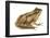 Cricket Frog (Acris Gryllus), Amphibians-Encyclopaedia Britannica-Framed Poster