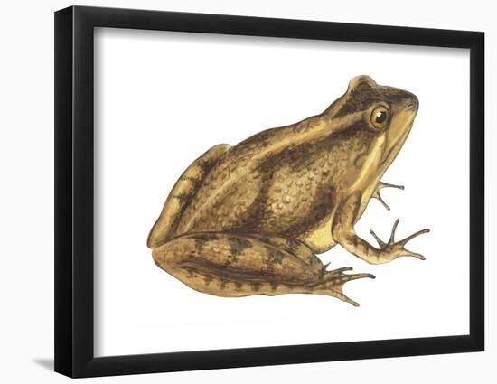 Cricket Frog (Acris Gryllus), Amphibians-Encyclopaedia Britannica-Framed Poster