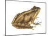 Cricket Frog (Acris Gryllus), Amphibians-Encyclopaedia Britannica-Mounted Poster