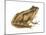 Cricket Frog (Acris Gryllus), Amphibians-Encyclopaedia Britannica-Mounted Poster