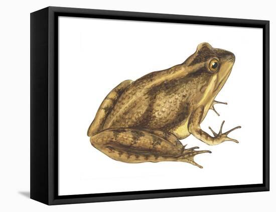 Cricket Frog (Acris Gryllus), Amphibians-Encyclopaedia Britannica-Framed Stretched Canvas