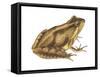 Cricket Frog (Acris Gryllus), Amphibians-Encyclopaedia Britannica-Framed Stretched Canvas