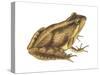 Cricket Frog (Acris Gryllus), Amphibians-Encyclopaedia Britannica-Stretched Canvas