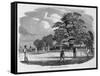 Cricket Game-null-Framed Stretched Canvas