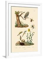 Cricket Hunter Wasp, 1833-39-null-Framed Giclee Print