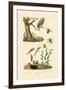 Cricket Hunter Wasp, 1833-39-null-Framed Giclee Print